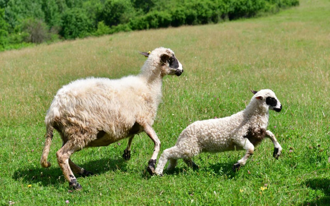 Natura Hause Rakovica Zewnętrze zdjęcie